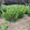 基地供應(yīng)龍柏球 綠化工程樹苗 常綠龍柏球 行道公園龍柏球
