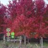 批發美國紅楓樹苗行道樹綠化苗木 四季紅楓樹苗 風景樹 行道樹