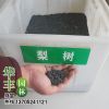 蘇北大量批發供應 梨樹種子 獼猴桃種子 大葉女貞種子 量大優惠