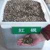 苗木基地直銷優質美國紅楓種子 海棠種子 海桐種子 量大優惠