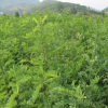 刺槐 洋槐 刺槐樹苗批發(fā) 綠化苗 槐樹類苗木 品種齊全 量大現(xiàn)挖