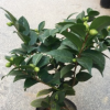 沐春茶花--帶香味的茶花 烈香茶花盆栽 香水/香妃茶 帶花苞多枝條