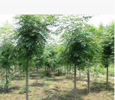 基地供應綠化苗木批發(fā) 欒樹苗 欒樹4-6cm 規(guī)格全 北欒 欒樹