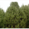 供應(yīng)白皮松、林果專業(yè)合作社基地、松柏類苗木