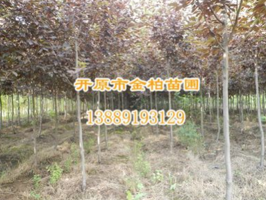 供應(yīng)紫葉稠李 彩葉苗木紫葉稠李價格 東北紫葉稠李走勢價格行情