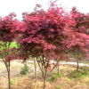 紅楓 基地直銷優質紅楓 碧桃等承接綠化工程批發配送。