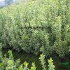 金邊黃楊 基地直銷優質 金邊黃楊 金葉女貞 等綠化工程批發配送