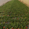 基地直銷生態(tài)種植大棚組培紅顏章姬甜查理草莓苗四季結生長快