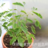 批發含羞草種子 盆栽花卉種子 草花種子含羞草花 害羞草種子
