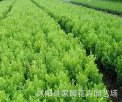 苗圃直銷 批發(fā) 瓜子黃楊苗 小葉黃楊 瓜子黃楊球 綠化工程苗