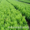 苗圃直銷 批發 瓜子黃楊苗 小葉黃楊 瓜子黃楊球 綠化工程苗