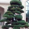批發(fā)優(yōu)質(zhì)五針松苗木 精品五針松批發(fā) 造型優(yōu)美 貨源充足