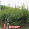 基地直銷批發(fā)出售雞爪槭苗 雞爪槭樹苗貨源足量大優(yōu)惠 批發(fā)雞爪槭