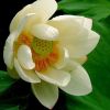 苗圃供應精品荷花 湖南源頭貨源多色荷花苗批發(fā)