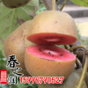 批發獼猴桃樹苗 猴桃苗直銷 紅心獼猴桃樹苗奇異果樹苗果樹苗好吃