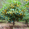 嫁接桂花樹(shù)苗 四季濃香型 八月桂盆栽花卉 陽(yáng)臺(tái)室內(nèi)庭院必備