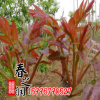 批發(fā)紅油香椿苗基地 出售紅油香椿樹(shù)苗 大棚香椿樹(shù)苗 規(guī)格齊全