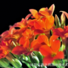 批發(fā)重瓣長(zhǎng)壽花盆景盆栽四季開(kāi)花客廳陽(yáng)臺(tái)辦公室植物帶花苞小盆栽