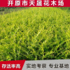 金葉水蠟供應(yīng)金葉水臘綠籬 綠化叢生水蠟灌木