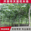 供應園林綠化苗木 暴馬丁香龍枝形綠化紫丁香 園林四季丁香批發(fā)