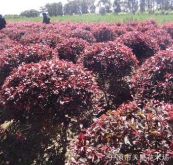 大量供應(yīng)落葉性紅葉李球 園林綠化球形紅葉李 園藝紅葉李地球批發(fā)