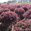 大量供應(yīng)落葉性紅葉李球 園林綠化球形紅葉李 園藝紅葉李地球批發(fā)