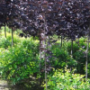 遼寧紫葉稠李基地 供應(yīng)綠化紫葉稠李 園林小區(qū)植物廠家批發(fā)