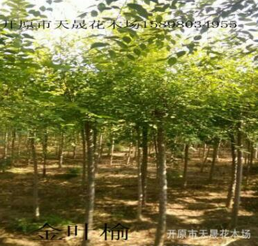 遼寧苗圃大量供應(yīng)金葉榆球 園林綠化地接金葉榆