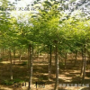 遼寧苗圃大量供應(yīng)金葉榆球 園林綠化地接金葉榆