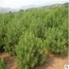 白皮松山東種植基地現(xiàn)貨直銷 現(xiàn)挖現(xiàn)賣規(guī)格齊全成活率高白皮松樹