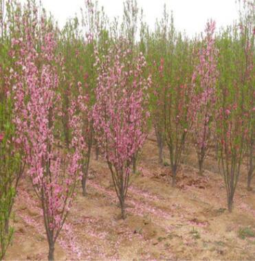 現貨供應龍柱碧桃 工程綠化專用樹龍柱碧桃 景觀造型優美