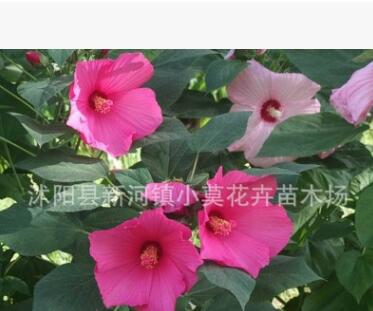 批發(fā)花卉種子大花秋葵種子 草芙蓉