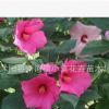 批發花卉種子大花秋葵種子 草芙蓉