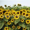 進口矮桿向日葵種子批發優質花草種子可食用發芽率高玩具熊向日葵