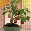 無花果樹苗 四季水果苗果樹苗南方北方室內(nèi)盆栽地栽庭院陽臺種植