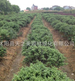 庭院綠化苗木批發龜甲冬青小苗四季常青植物 龜甲冬青樹苗