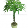 專業(yè)供應(yīng) 發(fā)財樹 鞭子發(fā)財樹 造型發(fā)財樹 規(guī)格齊全