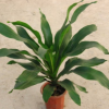 室內(nèi)客廳綠植大盆栽金心也門鐵巴西鐵四季常青觀葉耐陰植物吸甲醛