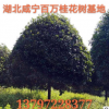 湖北咸寧直銷各種叢生獨桿直徑3-20公分桂花樹 金桂八月桂丹桂樹