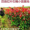 廠家直銷 紅葉石楠 紅花繼木 金葉女貞 金森女貞 量大從優