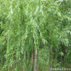 道路河道綠化工程金絲垂柳樹苗 規格全 垂柳小苗 垂柳苗價格