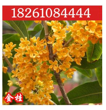 基地批發(fā)桂花苗 嫁接桂花樹苗 桂花盆栽 地栽苗