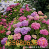 基地農戶直銷 繡球花 八仙花