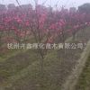 基地直銷 花桃 蕭山綠化工程 紅葉碧桃 桃花