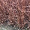 基地直銷 細葉芒彩葉 觀賞草 常綠蕭山 綠化