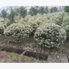 工程綠化花葉女貞球型 色塊毛球規格齊全 蕭山基地直銷一站式采購