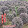 批發(fā) 紅花繼木球 飽滿(mǎn) 貨源充足 紅花紅桎木