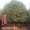 君琳苗圃大量供應(yīng)10公分桂花價(jià)格 金桂花樹(shù)精品桂花苗木基地