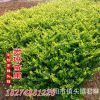 供應(yīng)各種工程綠化小苗 小區(qū)綠化苗 價(jià)格優(yōu)惠 金森女貞3年苗