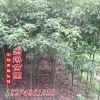 批發(fā)銷(xiāo)售各型號(hào)小葉樟 大葉樟 移裁香樟 截桿香樟 骨架香樟樹(shù)